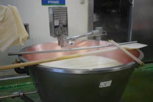 how cheese is made