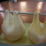 stage of the production of parmesan