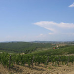a vineyard in Italy
