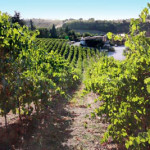 Vineyards in Italy