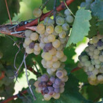 Maturing grapes in Bologna