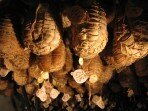 Culatello ham making classes in Parma