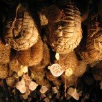 Culatello ham making classes in Parma