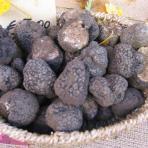 Truffle hunting in Italy