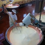 Worker stirring milk in a cheese-making vat at a dairy factory. Traditional cheese production process in progress.