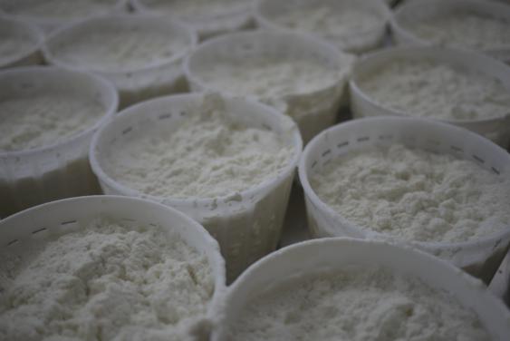 Fresh ricotta cheese in white moulds at a dairy — the base of the traditional tortelloni filling