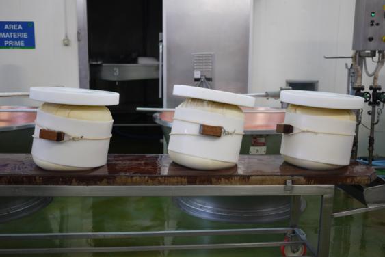 Cheese wheels in the processing stage at a dairy factory, placed in molds for shaping and seasoning.
