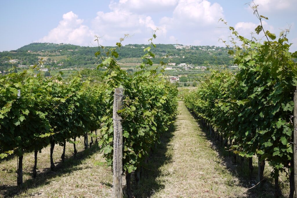 Lush vineyard rows under a sunny sky with hills in the background, ideal for winemaking and agriculture.
