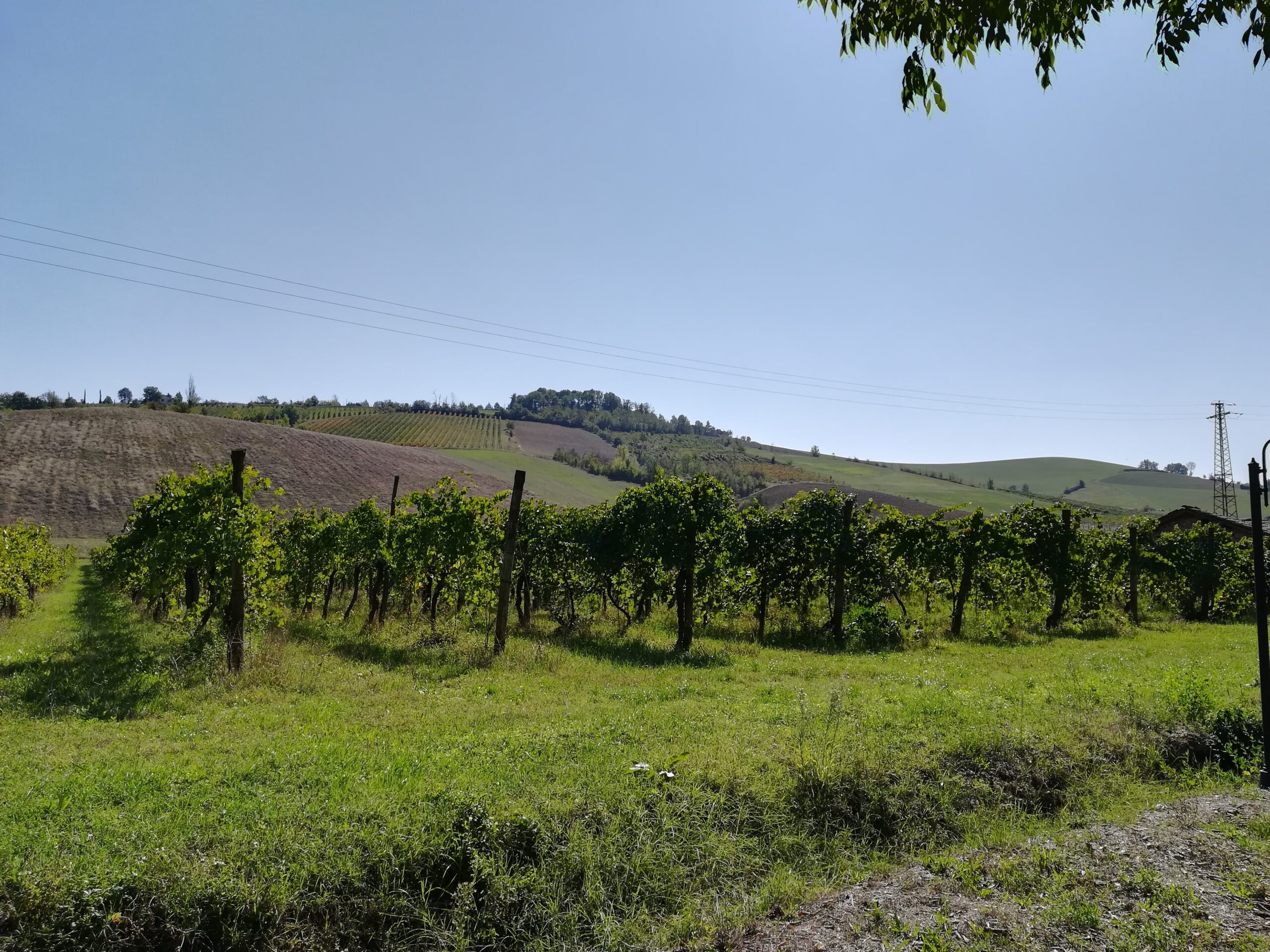 Lambrusco Weinberg in der Emilia-Romagna mit sanften Hügeln im Hintergrund