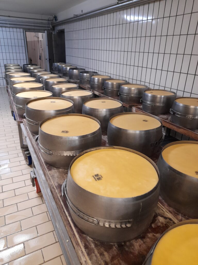 Frische Parmigiano Reggiano Laibe in Stahlformen in einer Käserei der Emilia-Romagna